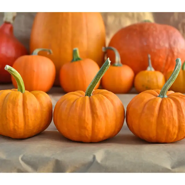 Sow the Magic Tarot Garden + Gift Seed Packet - Jack Be Little Pumpkin