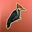 Solstice Handmade Pileated Woodpecker Sticker