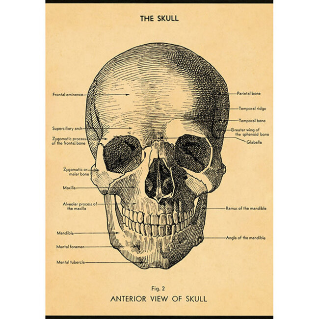 Cavallini Vintage Poster - The Skull