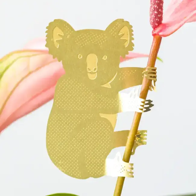 Plant Animal Koala