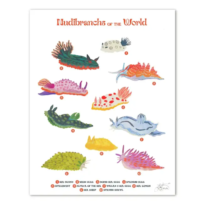 Nudibranches of the World Print 11x14
