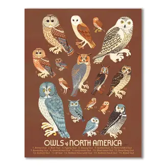 Owls of North America Print 11x14