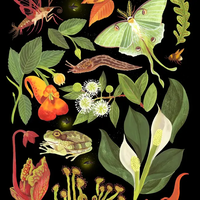 Nighttime Nature Print 11x14