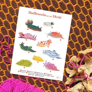 Nudibranches of the World Print 11x14