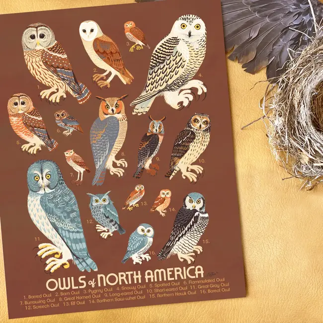 Owls of North America Print 11x14