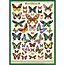 Cavallini Vintage Poster - Field Guide to Butterflies