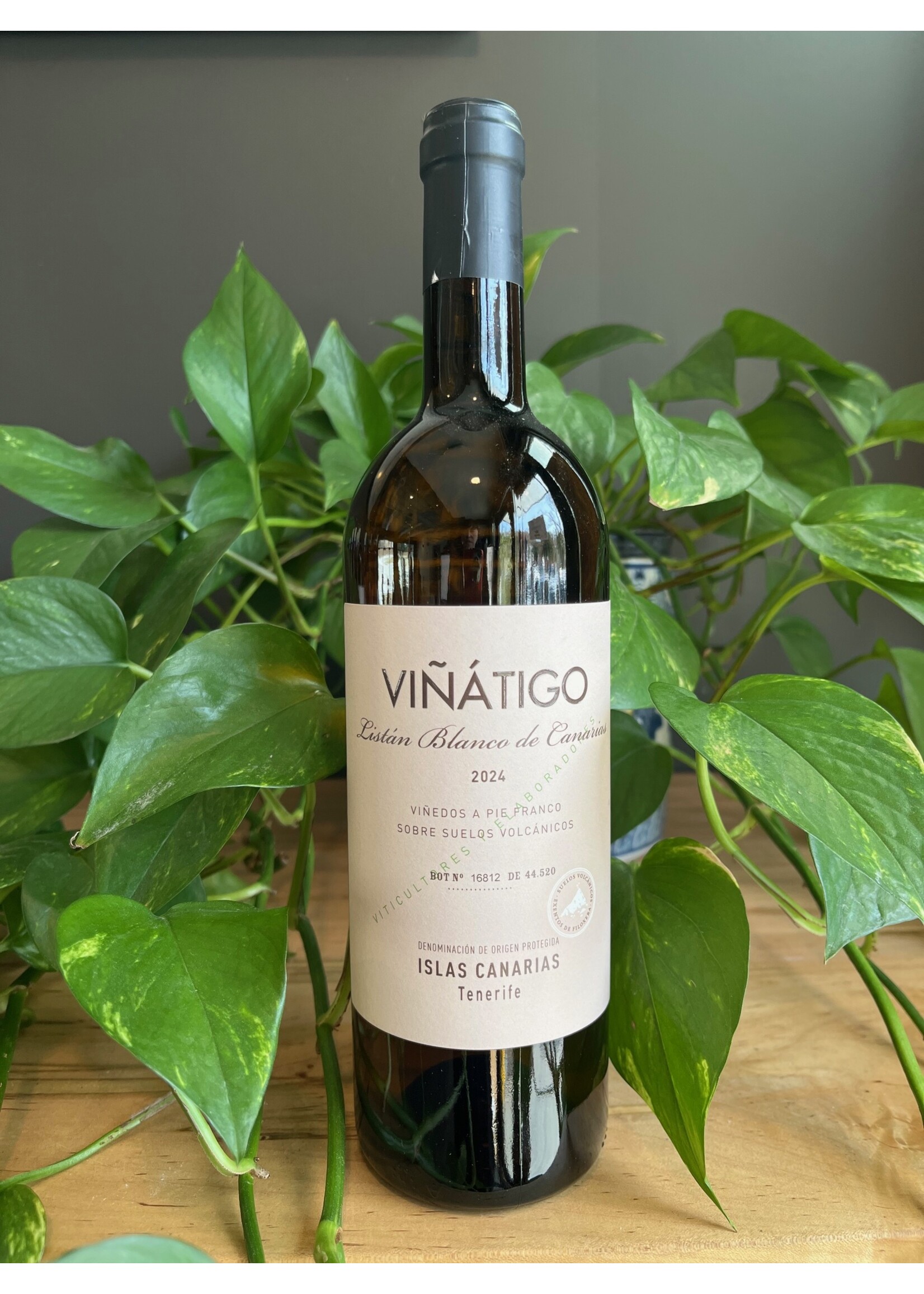 Viñátigo - Listan Blanco 2024