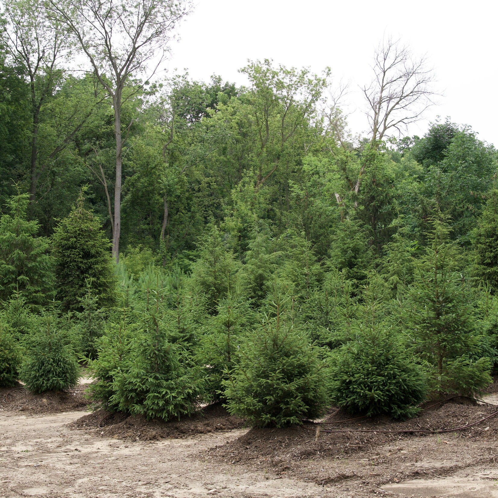 Plants SPRUCE - NORWAY - 6'-7'