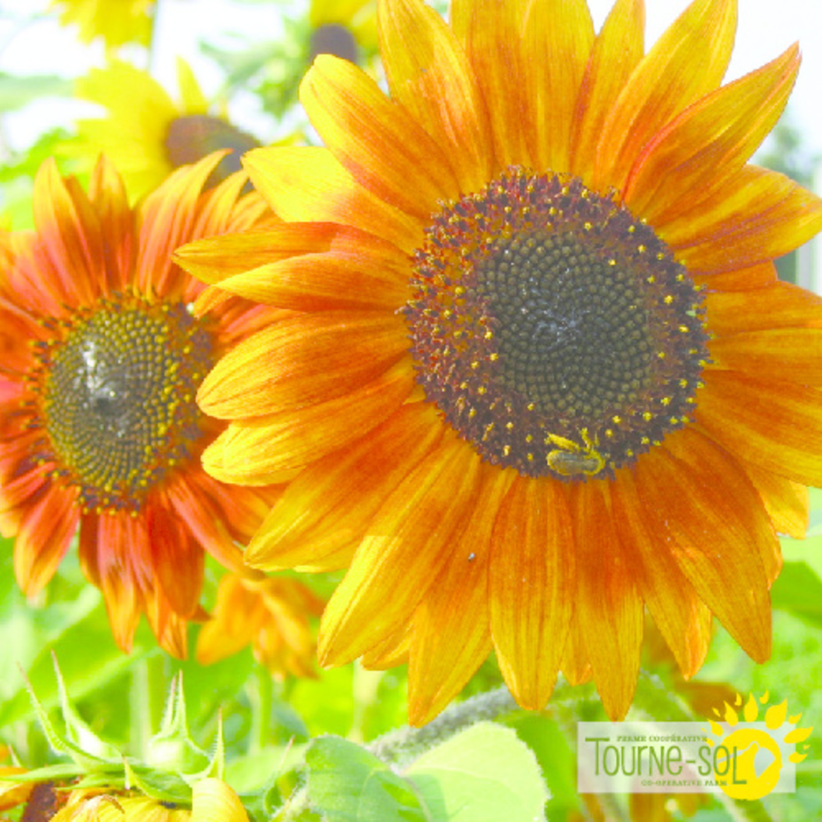 Melange Tournesol Sunflower Mix Pepiniere Cite Des Jeunes