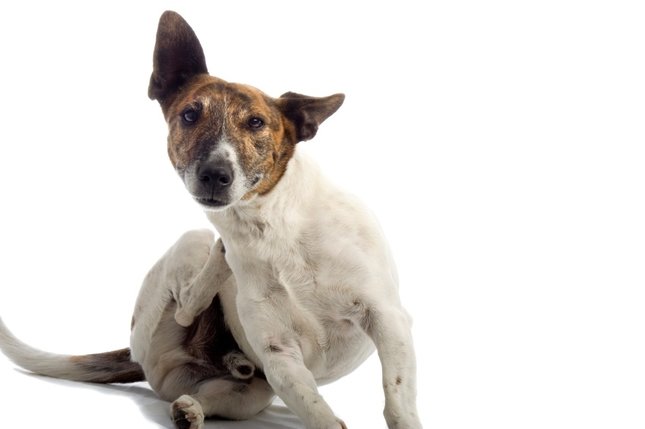 FOOD ALLERGIES IN DOGS AND CATS