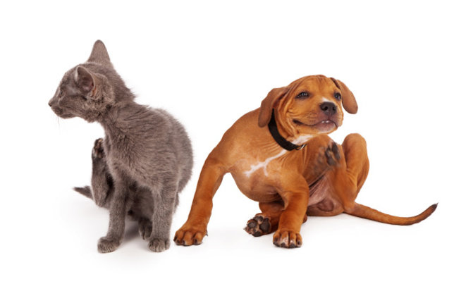 Allergies alimentaires chez les chiens et les chats