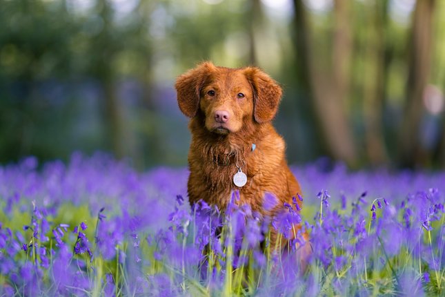 Comment soutenir notre chien à l'arrivée du printemps