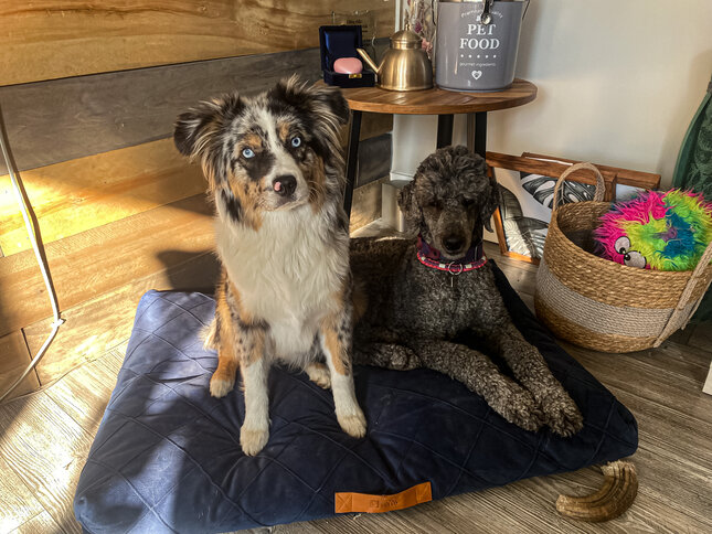 Quelles sont les principales choses que nous regardons lors d'une consultation pour le bien-être canin ?