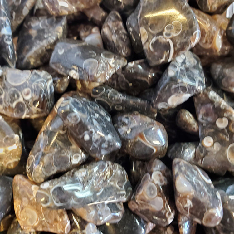 Turritella Agate Small Tumbled Stone