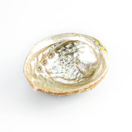 Abalone Shell 4-5 in.