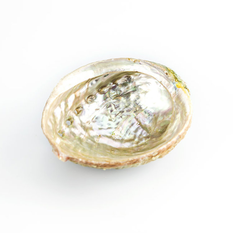 Abalone Shell 4-5 in.