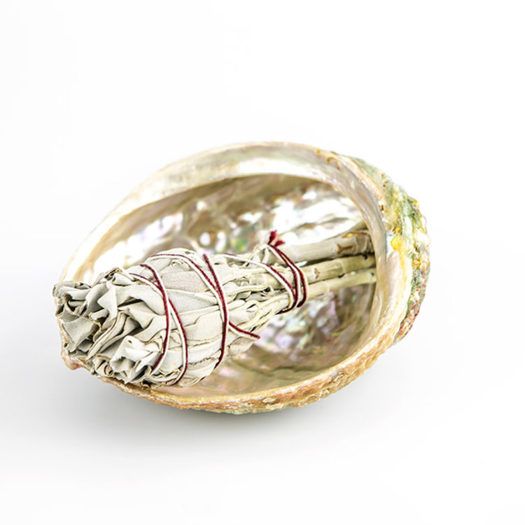 Abalone Shell 4-5 in.