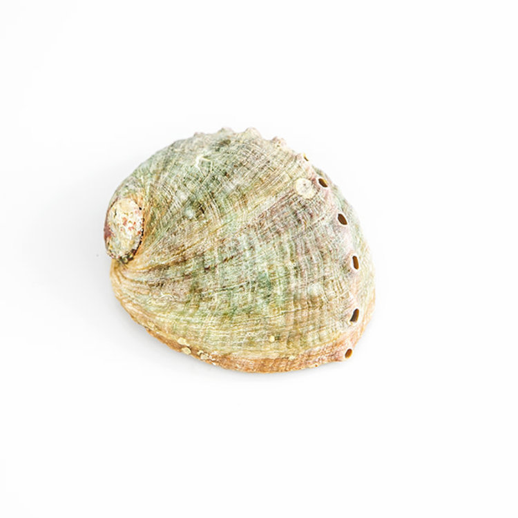 Abalone Shell 4-5 in.