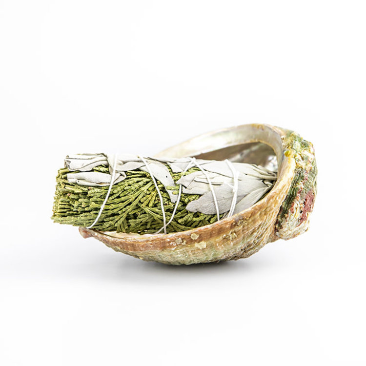 Abalone Shell 4-5 in.