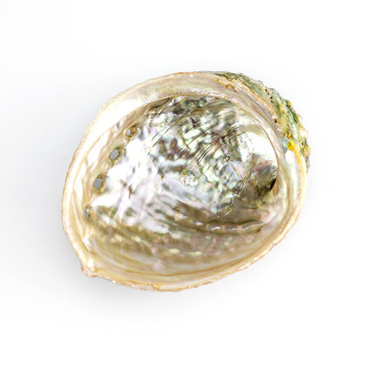 Abalone Shell 4-5 in.