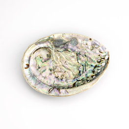 Philippines Abalone Shell 5.5 in.