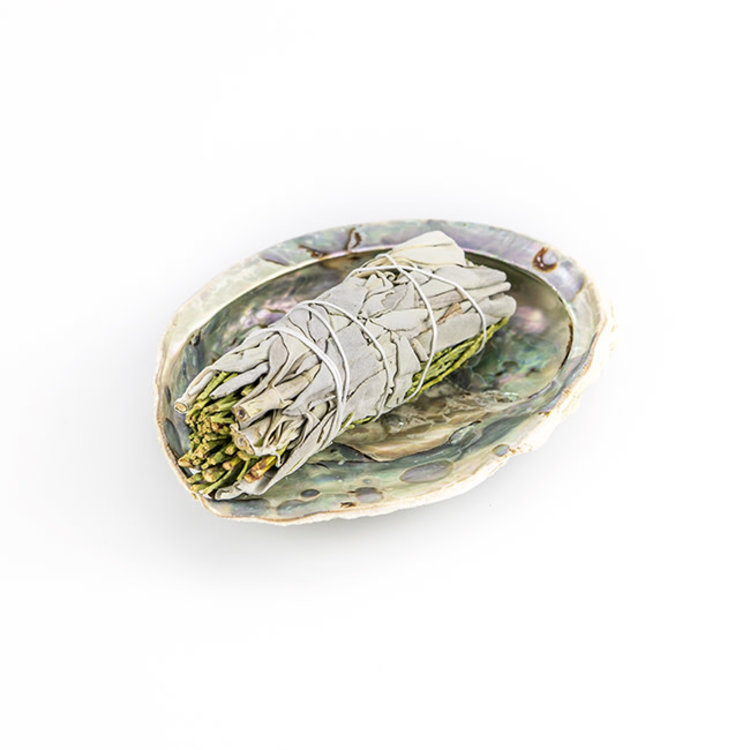Philippines Abalone Shell 5.5 in.