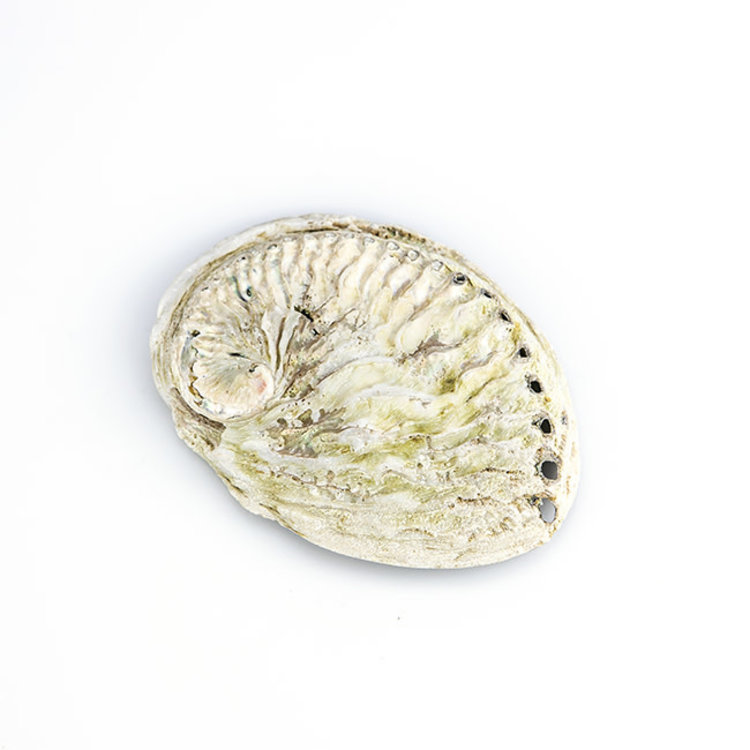 Philippines Abalone Shell 5.5 in.