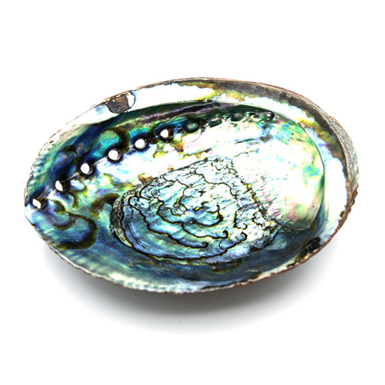 Abalone Shell Mexico Blue 6 in.