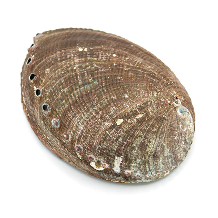 Abalone Shell Mexico Blue 6 in.