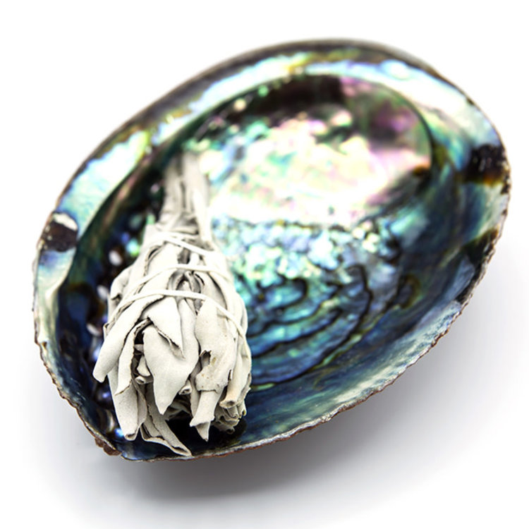 Abalone Shell Mexico Blue 6 in.