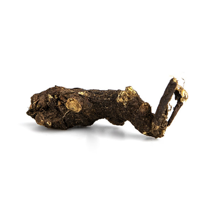Osha Root Whole Non-Organic 1 oz