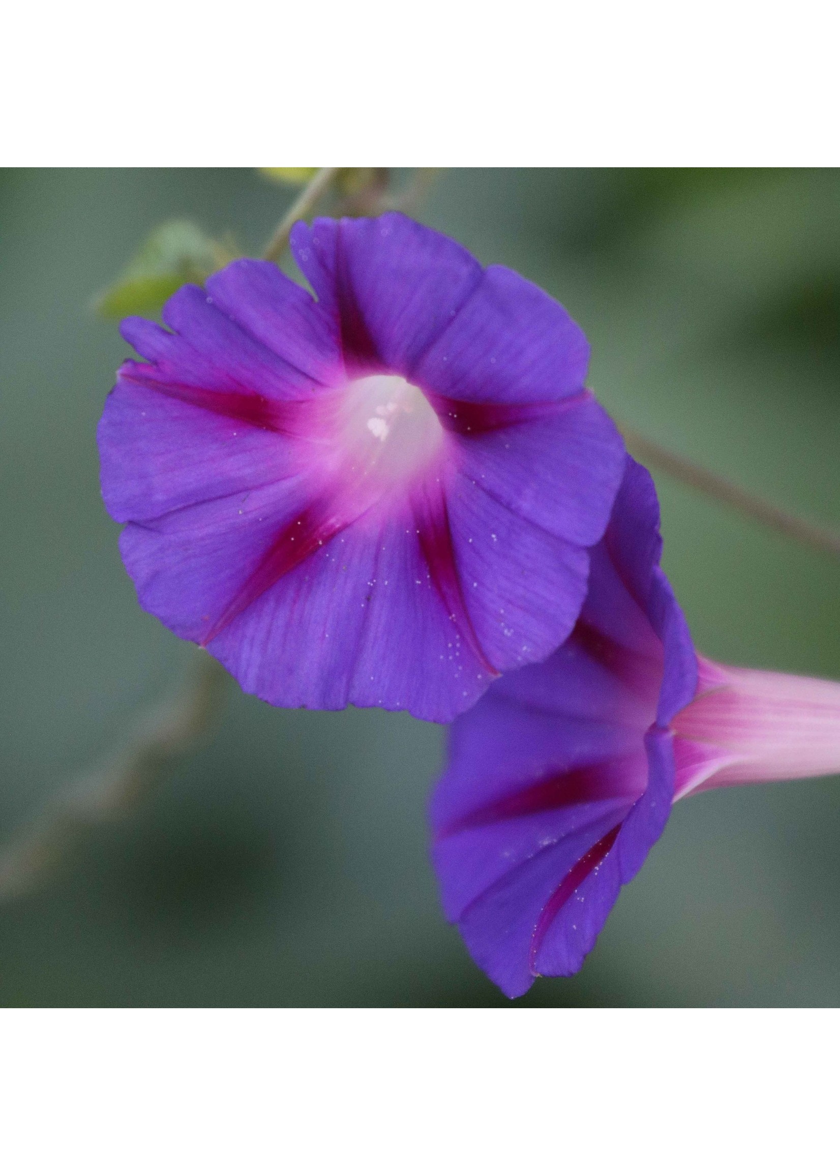 Seed Savors Exchange Seed Savers Grandpa Ott's Morning Glory Flower