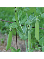 Seed Savors Exchange Sutton's Harbinger Pea Seeds
