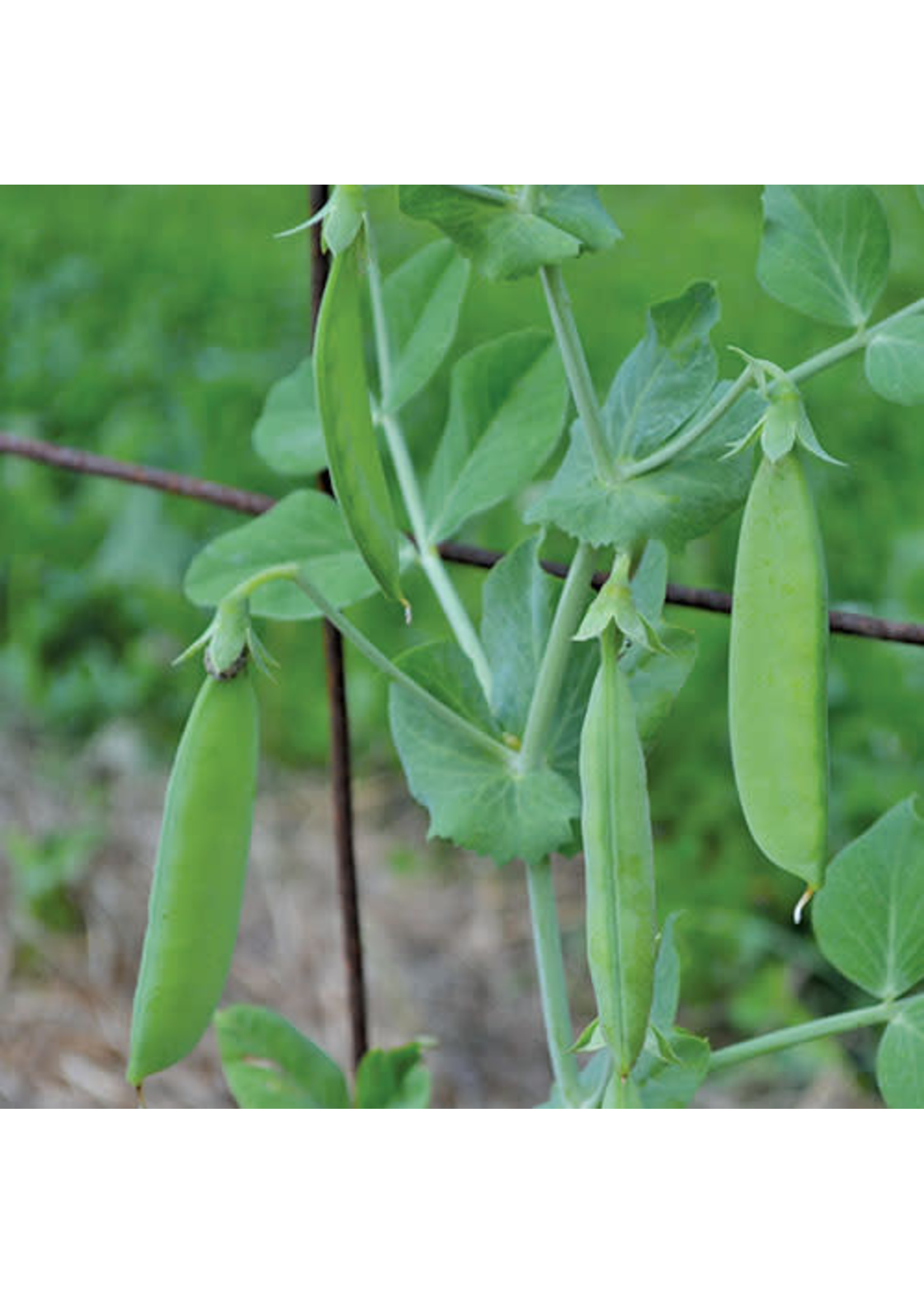 How to Store Seeds - SeedSavers