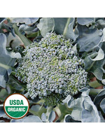 Seed Savors Exchange Calabrese Broccoli Seeds