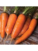 Seed Savors Exchange Danvers Carrot Seeds