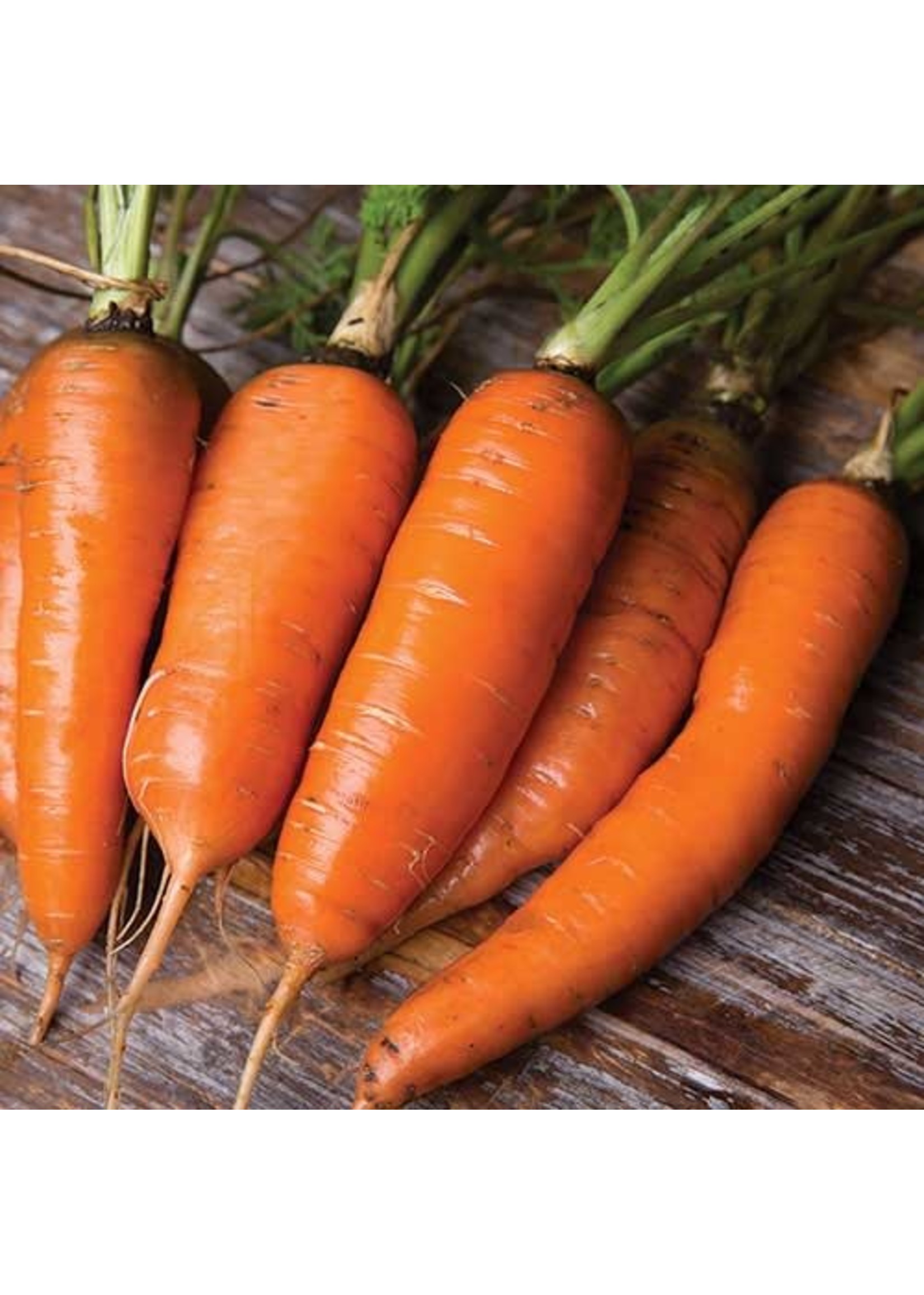 Seed Savors Exchange Seed Savers Danvers Carrot Seeds