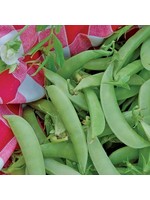 Seed Savors Exchange Amish Snap Pea