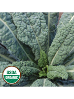 Seed Savors Exchange Lacinato Kale Seeds