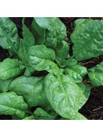 Seed Savors Exchange America Spinach Seeds
