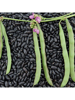 Seed Savors Exchange Cherokee Trail of Tears Beans