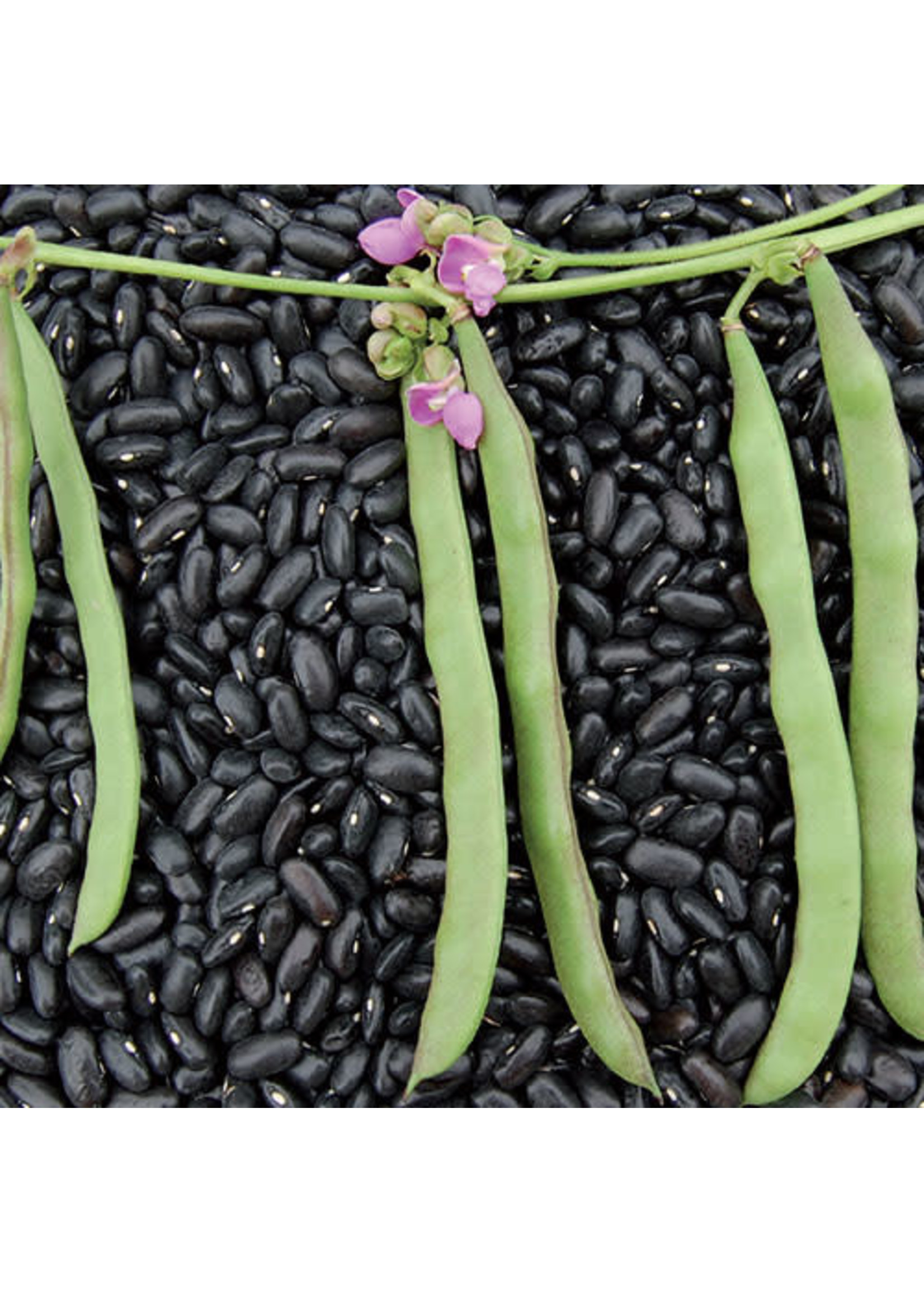 Seed Savors Exchange Seed Savers Cherokee Trail of Tears Beans