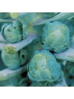 Seed Savors Exchange Long Island Improved Brussel Sprout Seeds