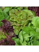 Seed Savors Exchange Lettuce Mix