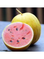 Seed Savors Exchange Golden Midget Watermelon Seeds
