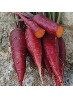 Seed Savors Exchange Dragon Carrot Seeds