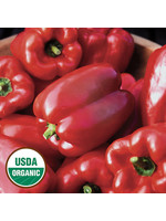 Seed Savors Exchange King of the North Pepper Seeds