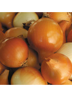 Seed Savors Exchange Yellow of Parma Onion Seeds