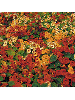 Seed Savors Exchange Tip Top Nasturtium Flower Seeds