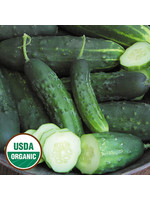 Seed Savors Exchange Early Fortune Cucumber Seeds